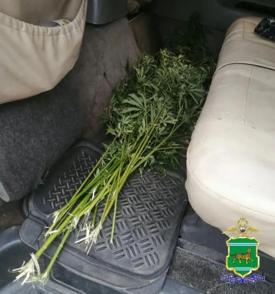 Букет дурман-травы обнаружили полицейские Облученского района в автомобиле местного жителя