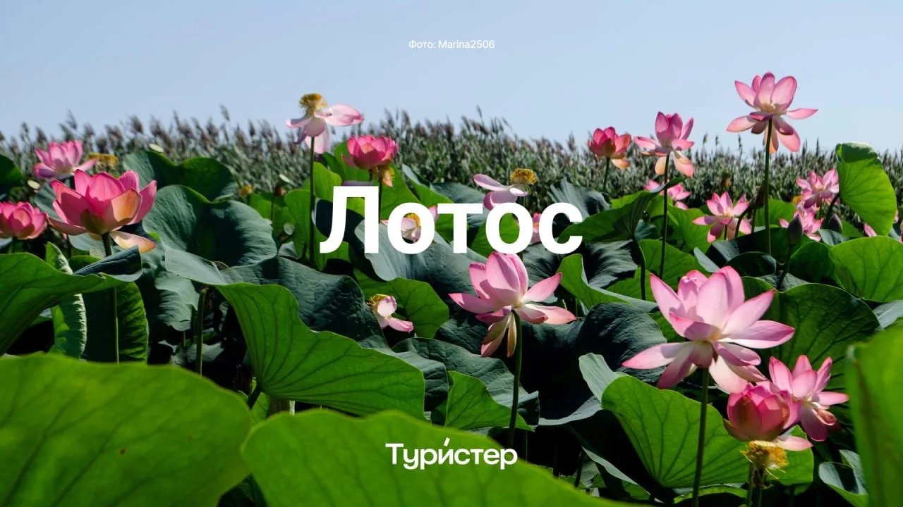 С середины июля до конца августа в дельте Волги цветут лотосы.

Увидеть это необыкновенное зрелище в