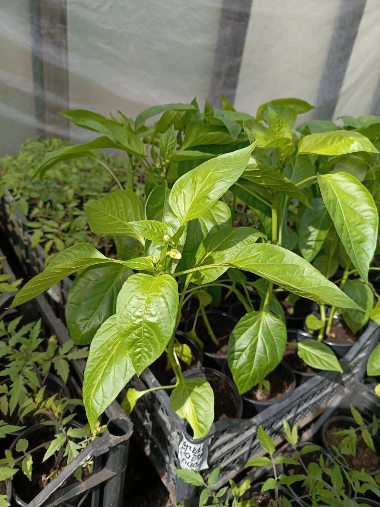 🍅🍆🥒 🫑🥬 Томаты, перцы, баклажаны, кабачки, огурцы, тыква, и другая рассада  📍П. Бобровский есть доста