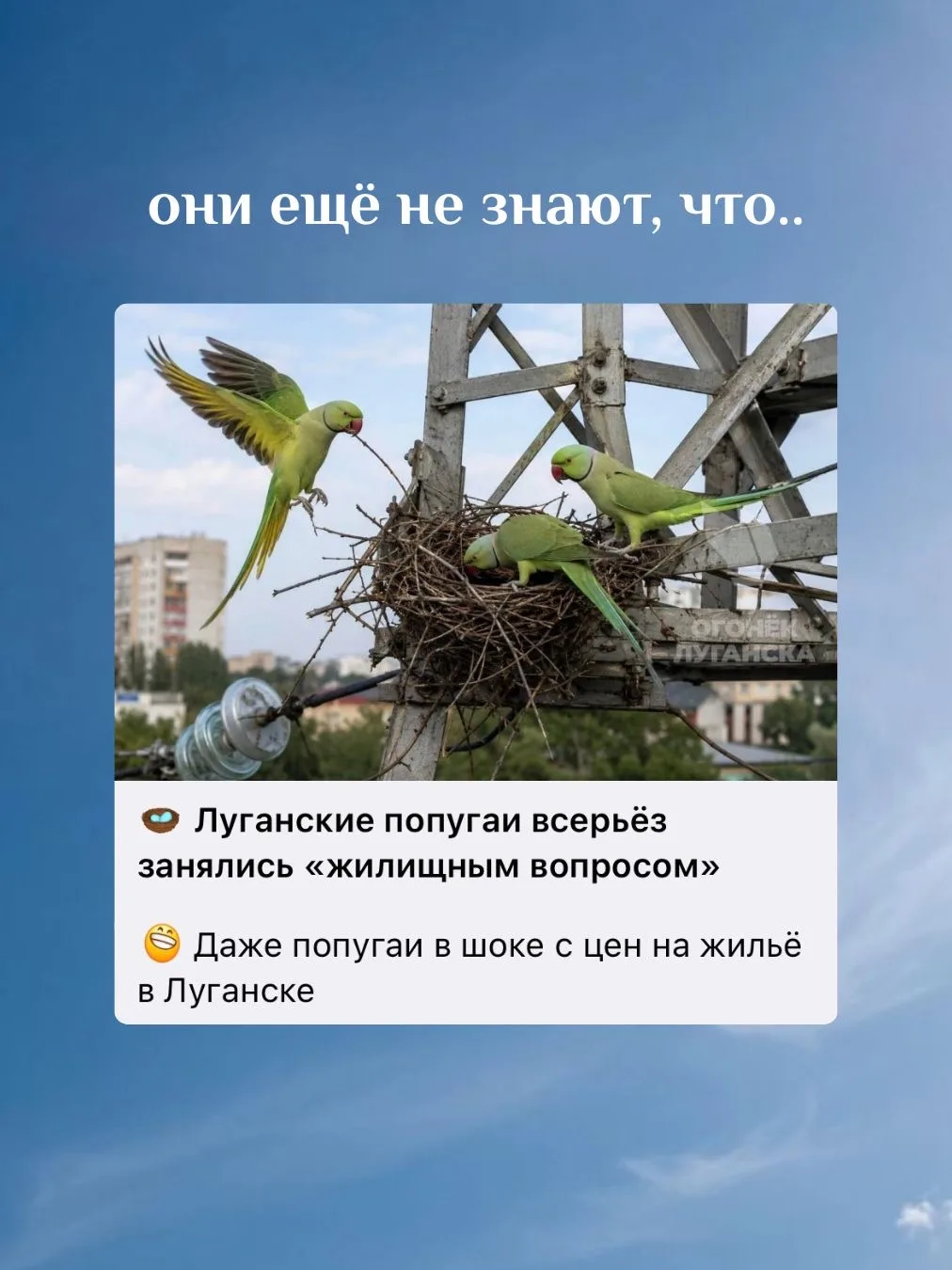 Луганские попугаи в шоке от цен на недвижимость в Луганске! 🦜