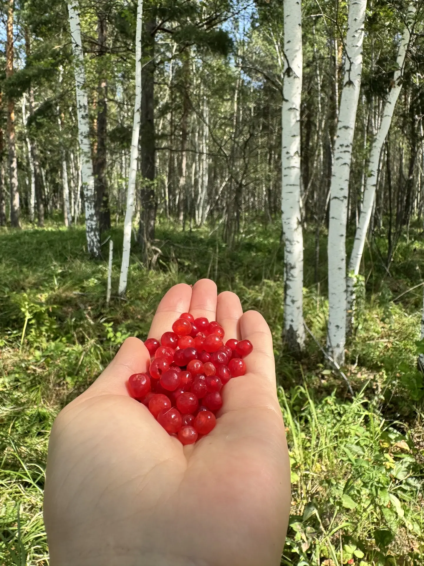 Друзья, всем здравия 🌿 Я в лесу, всем отвечу позже.