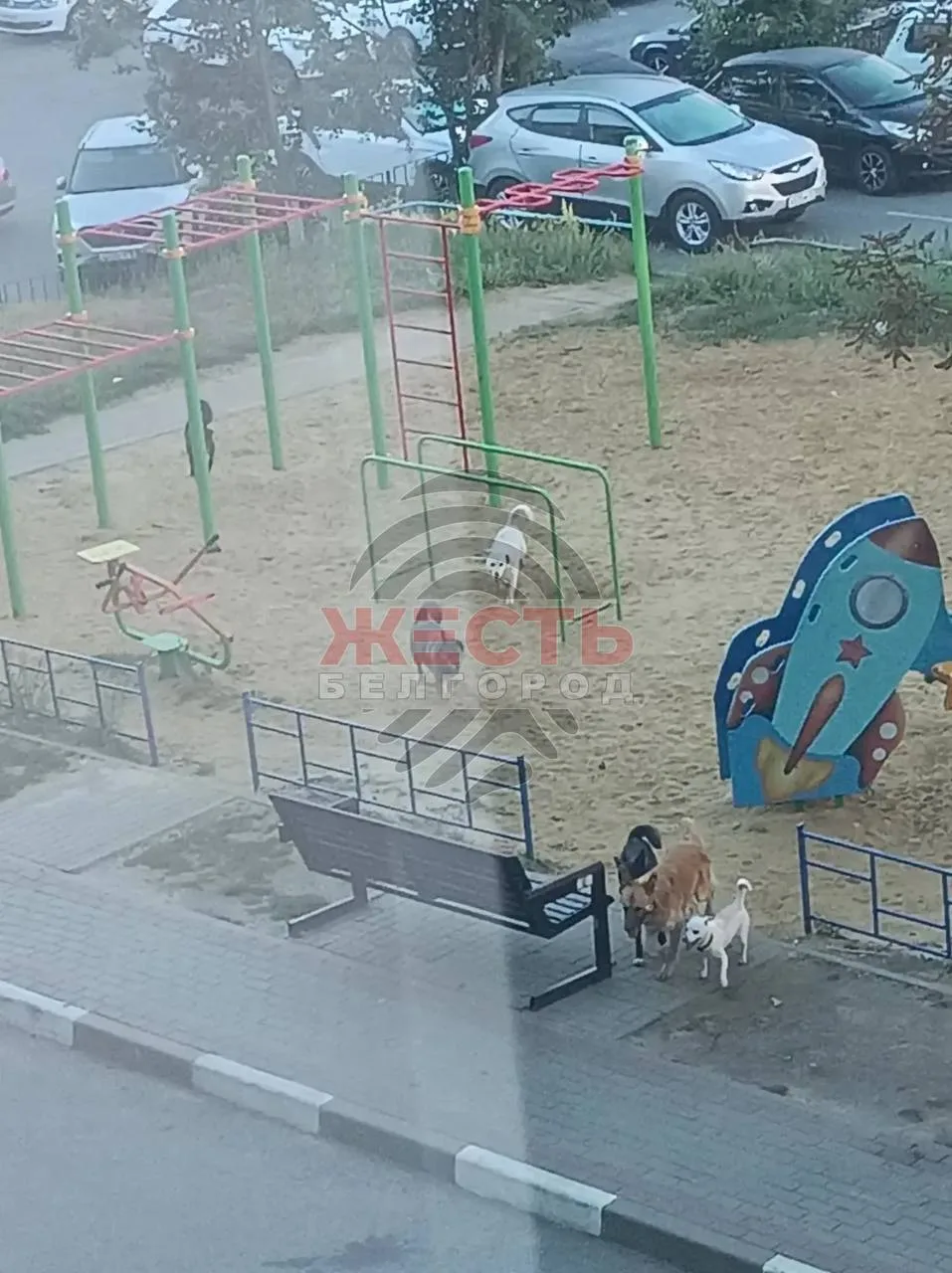 🐕 Стая собак снова тревожит жителей у детской площадки