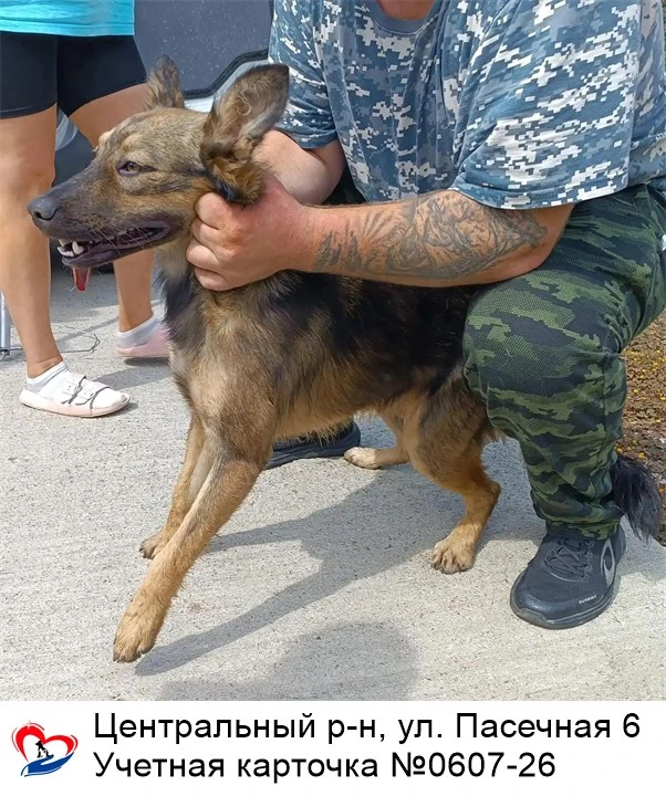01.09.2026 был отлов собак по адресам: