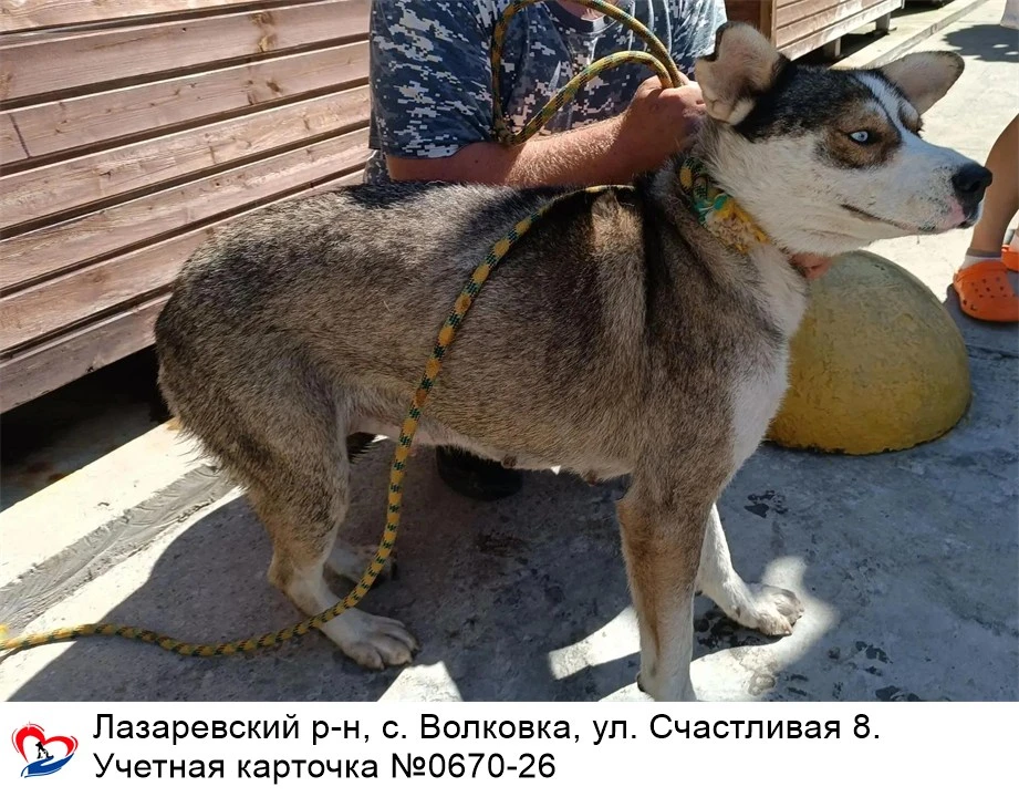 12.09.2026 был отлов собак по адресам: