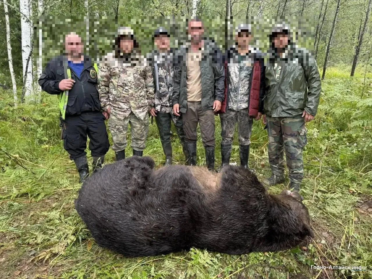🐻 На Алтае нашли медведя, который мог напасть на туристку из Новосибирска