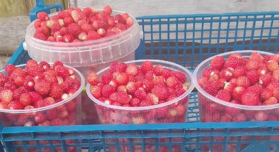 🍓В Псковском округе стартовал ягодный сезон!

Участники сообщества «Грибы Псковской / Рыбалка на Чу