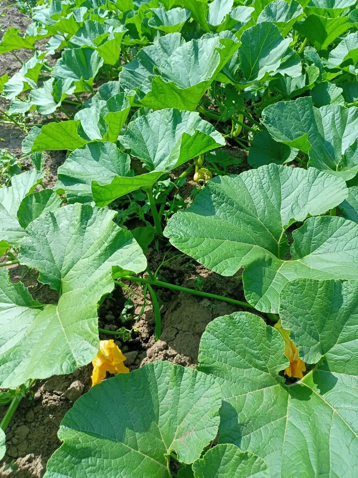 Растут как на дрожжах! 🌱🥒🍅