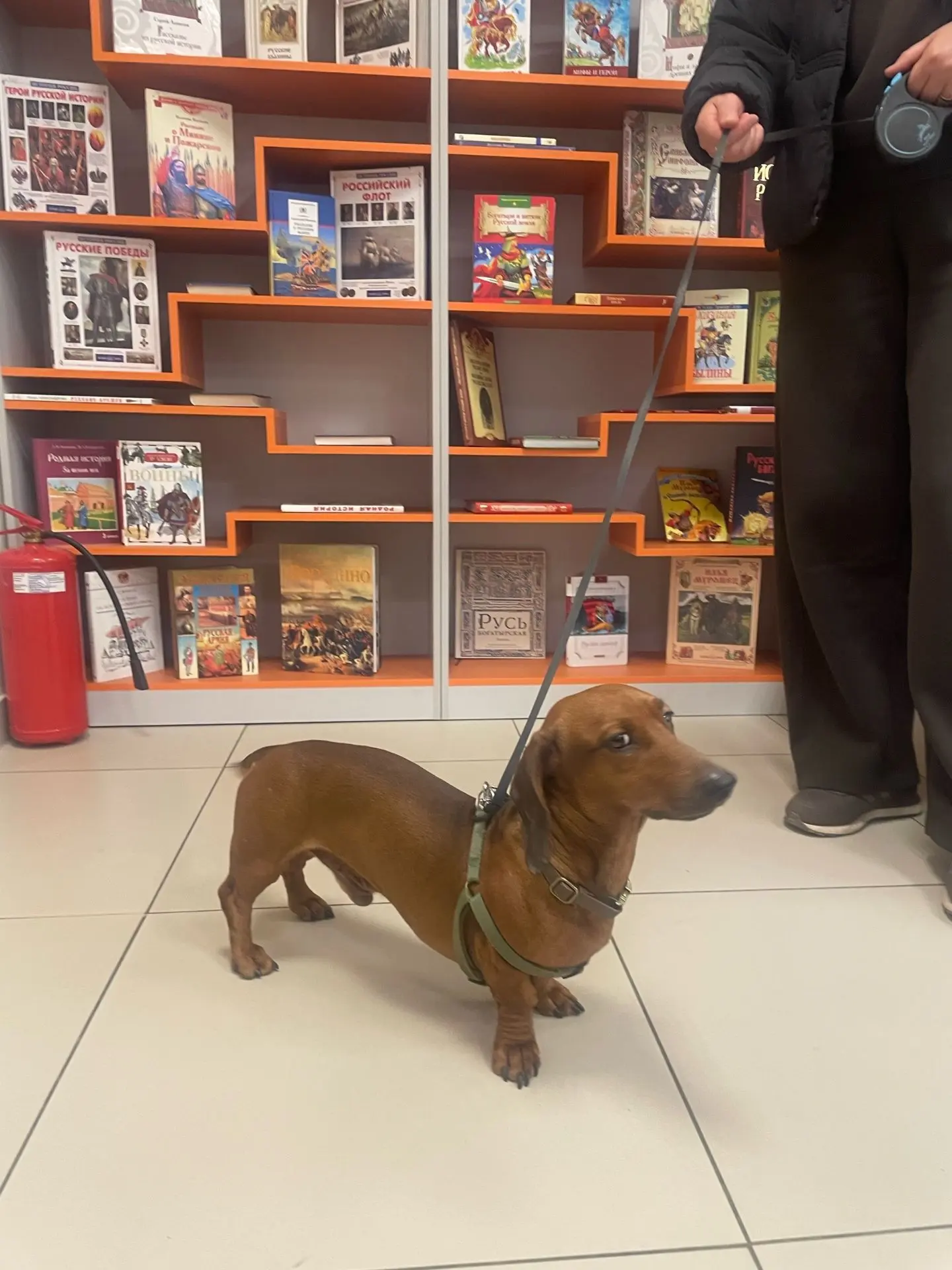 🐾 📚 Сегодня, в День защиты животных, нашу библиотеку посетил особый пушистый читатель!