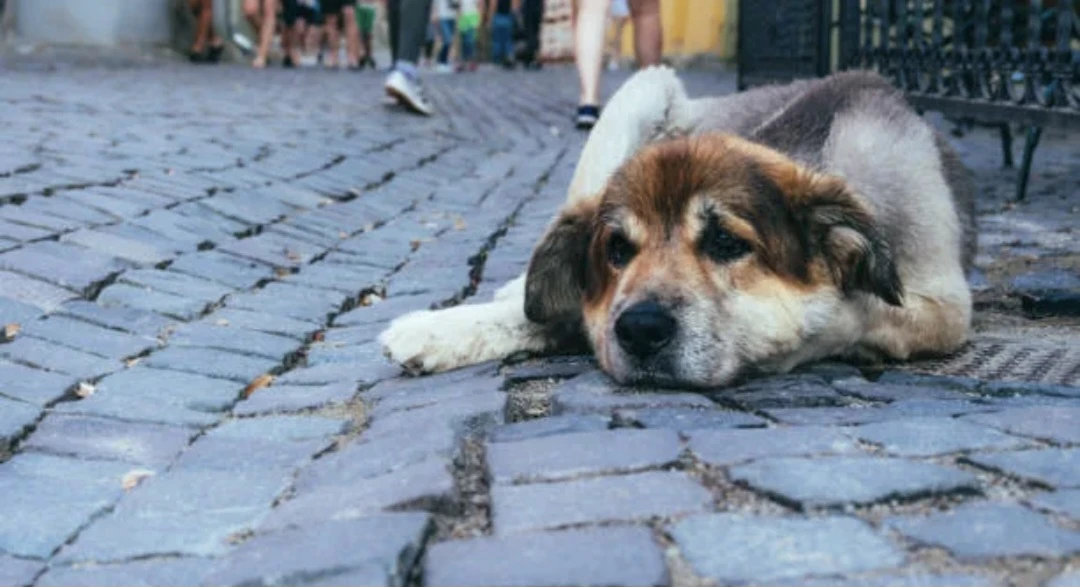 🐕 Краснодар готовится к плановому отлову безнадзорных собак