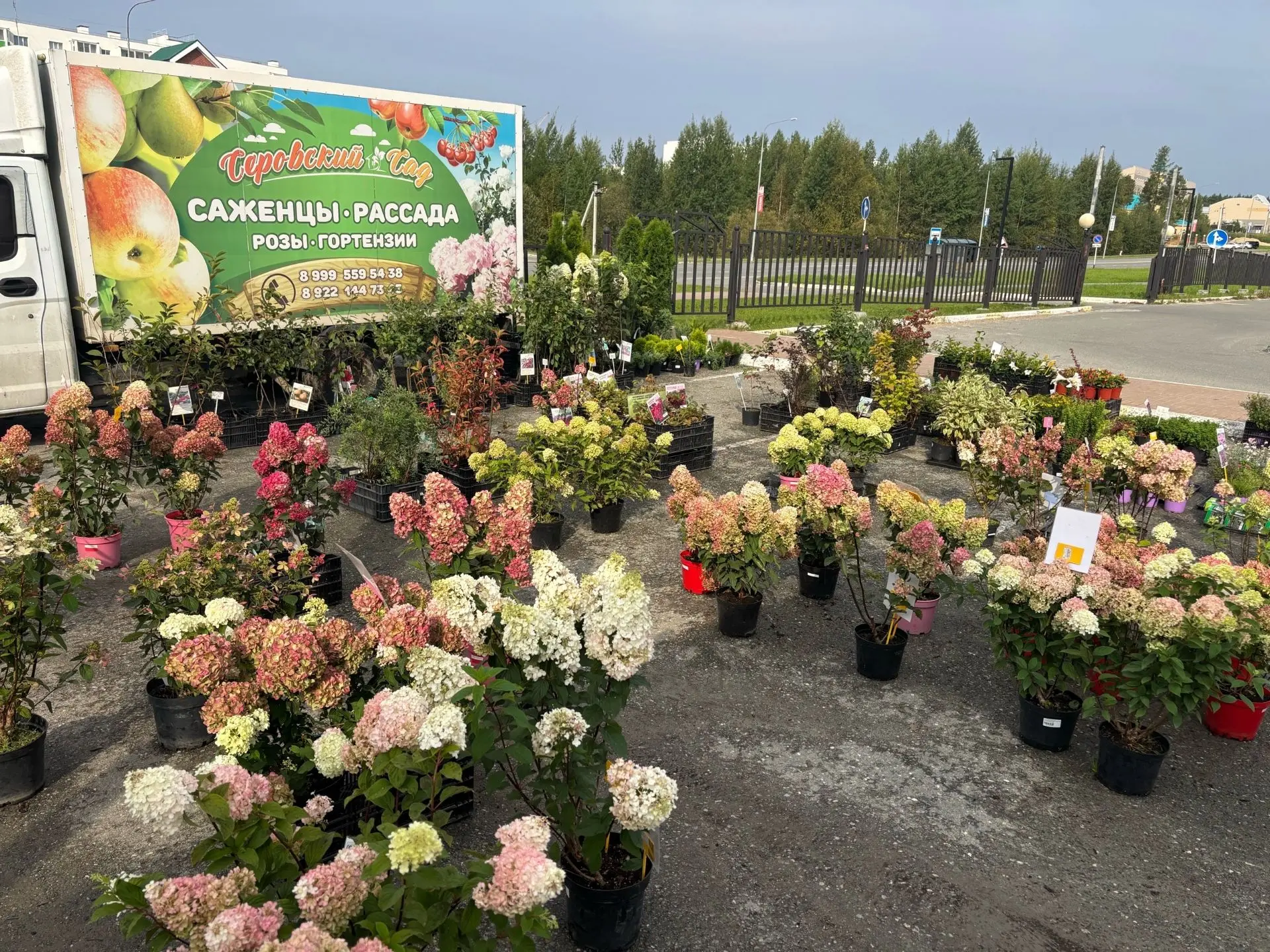 САЖЕНЦЫ «СЕРОВСКИЙ САД»🏡