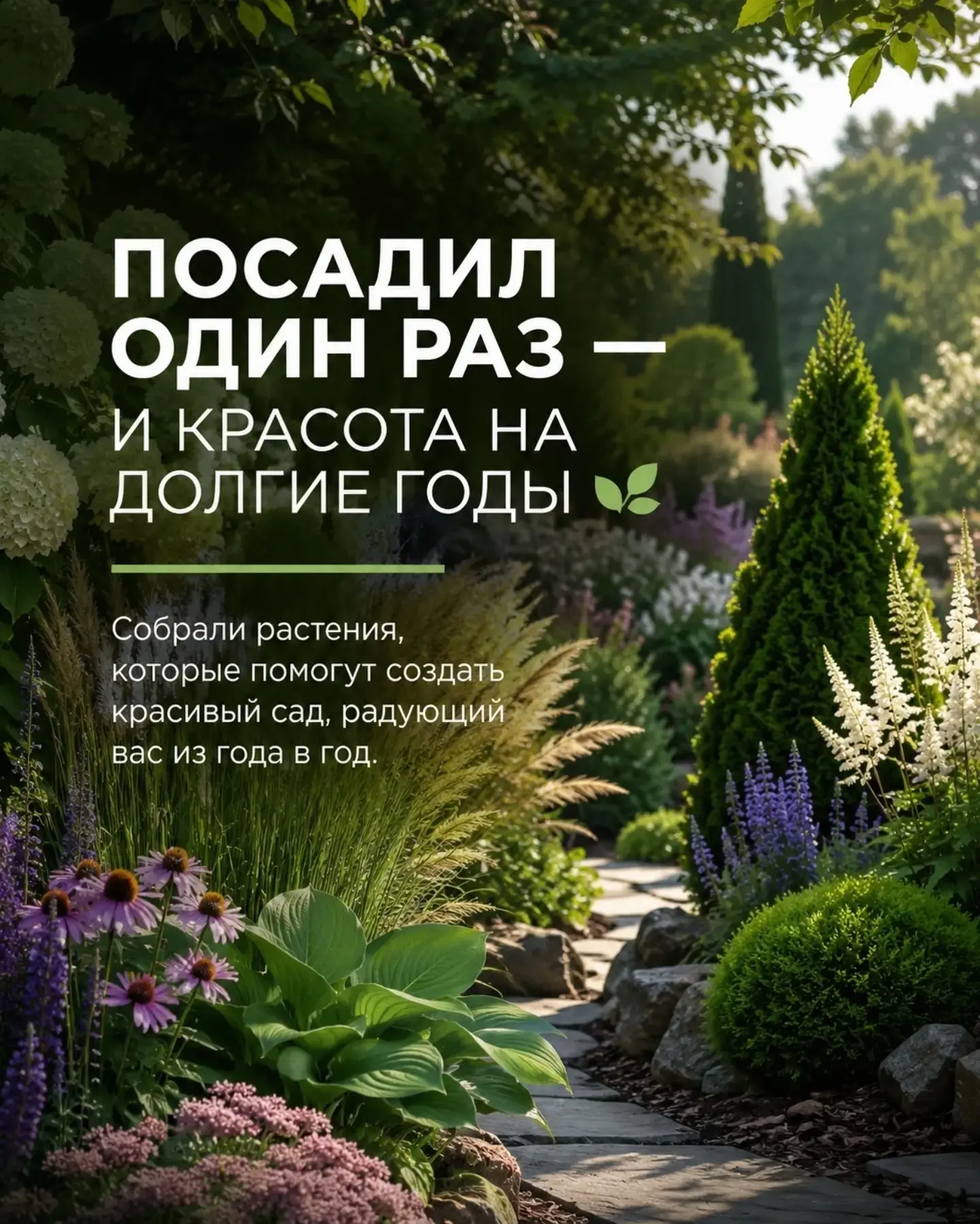 Растения для сада