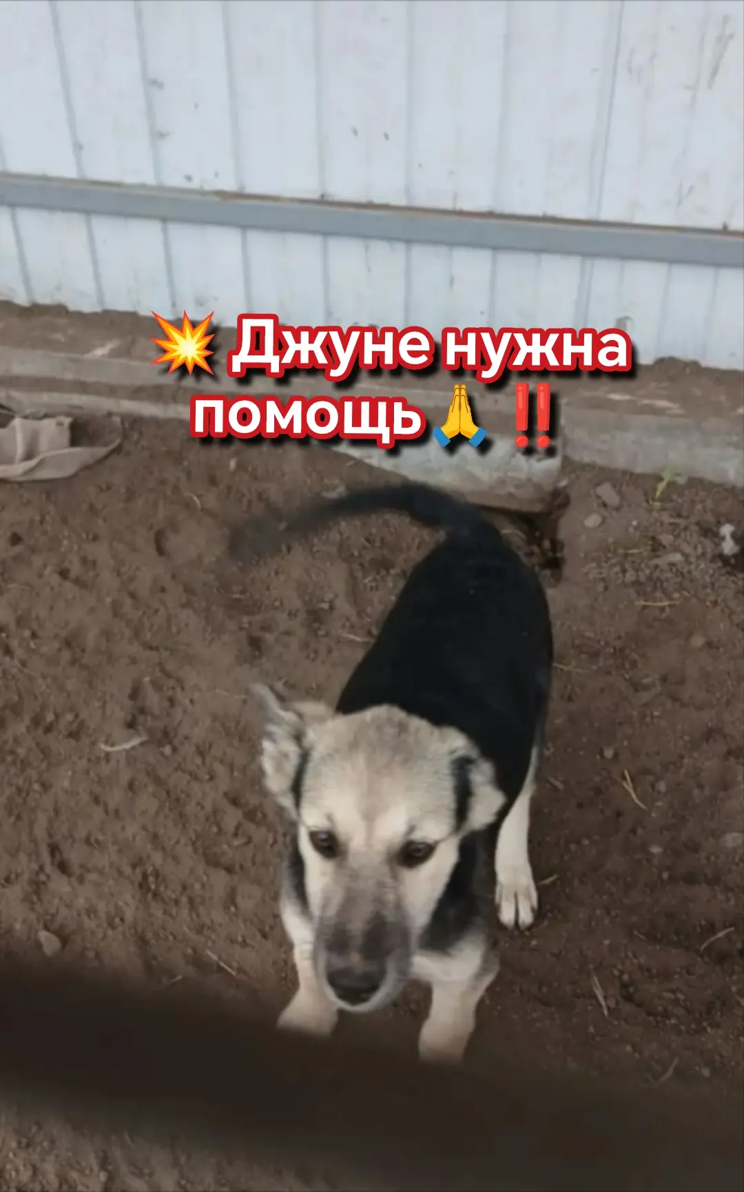🚨БИЙСК‼️СРОЧНЫЙСБОР НА СТЕРИЛИЗАЦИЮ ДЖУНЫ 💔🐾.