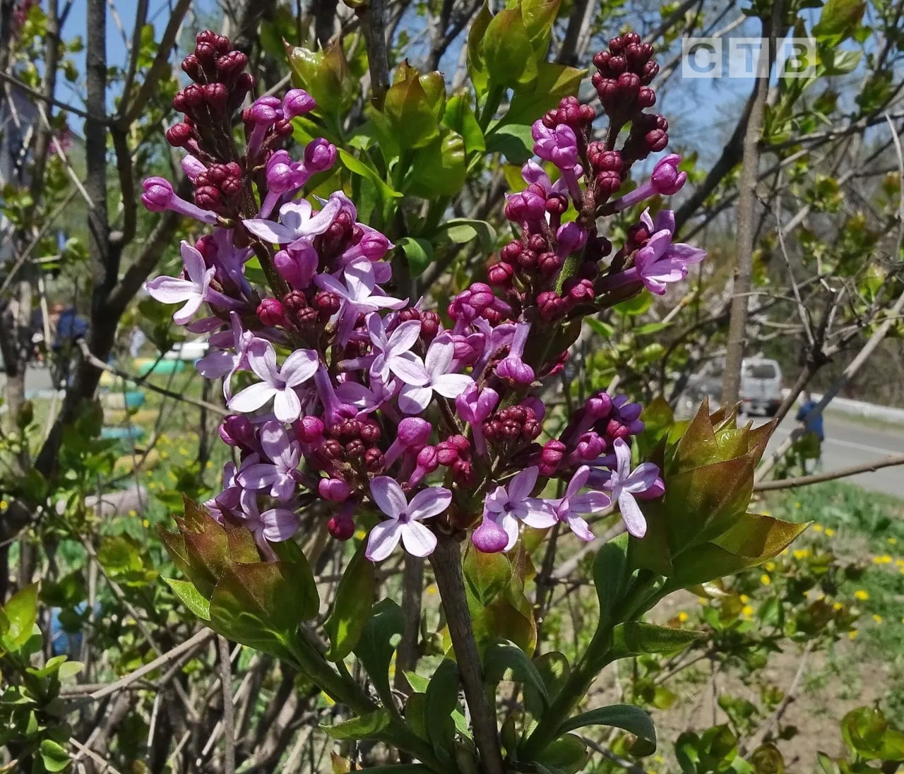 ✨Доброе утро, друзья!  🌸Приветствуем наступающий день, наслаждаясь чарующими снимками цветущего Пось