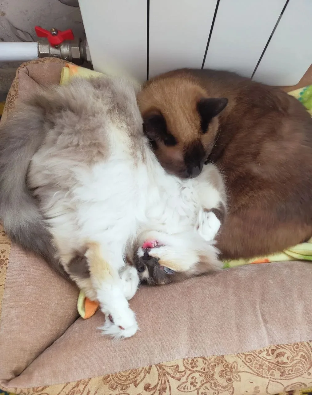 🐾 Кот-нянька и главный контролёр. Удивительная жизнь Саймона в семье! 🥰   Друзья, сегодня мы хотим п