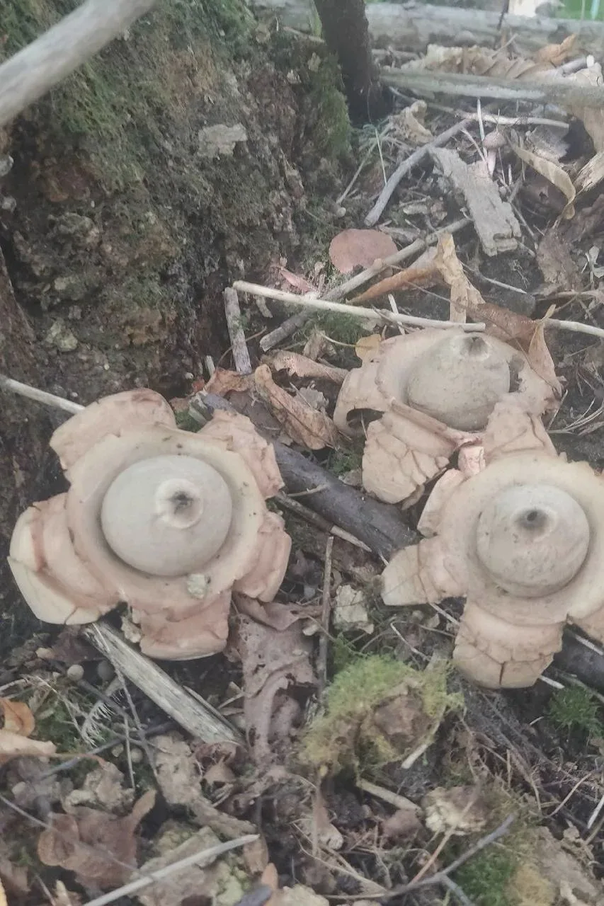 🍄 В Перми нашли один из редчайших грибов России