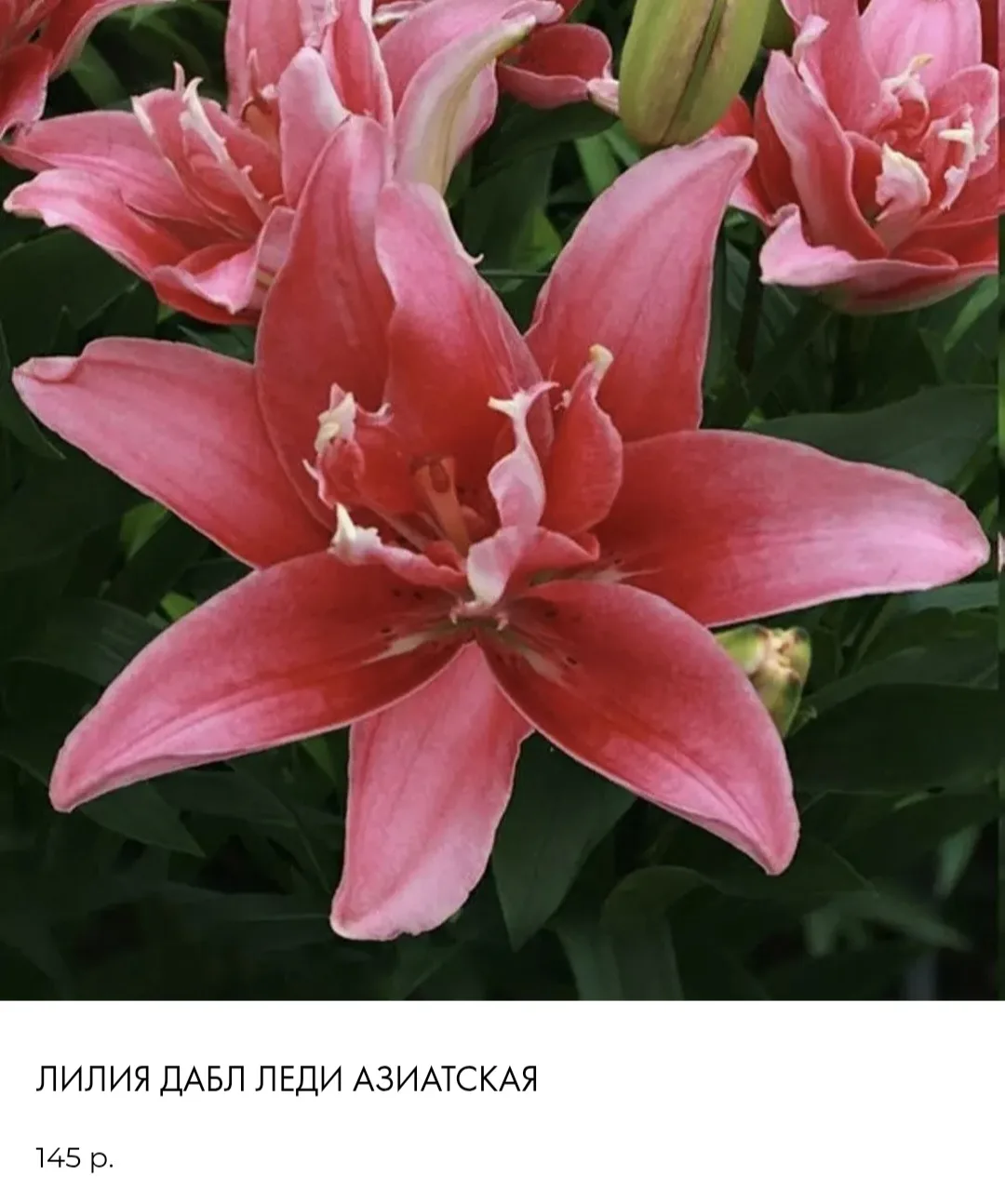 Цена - 145₽/шт