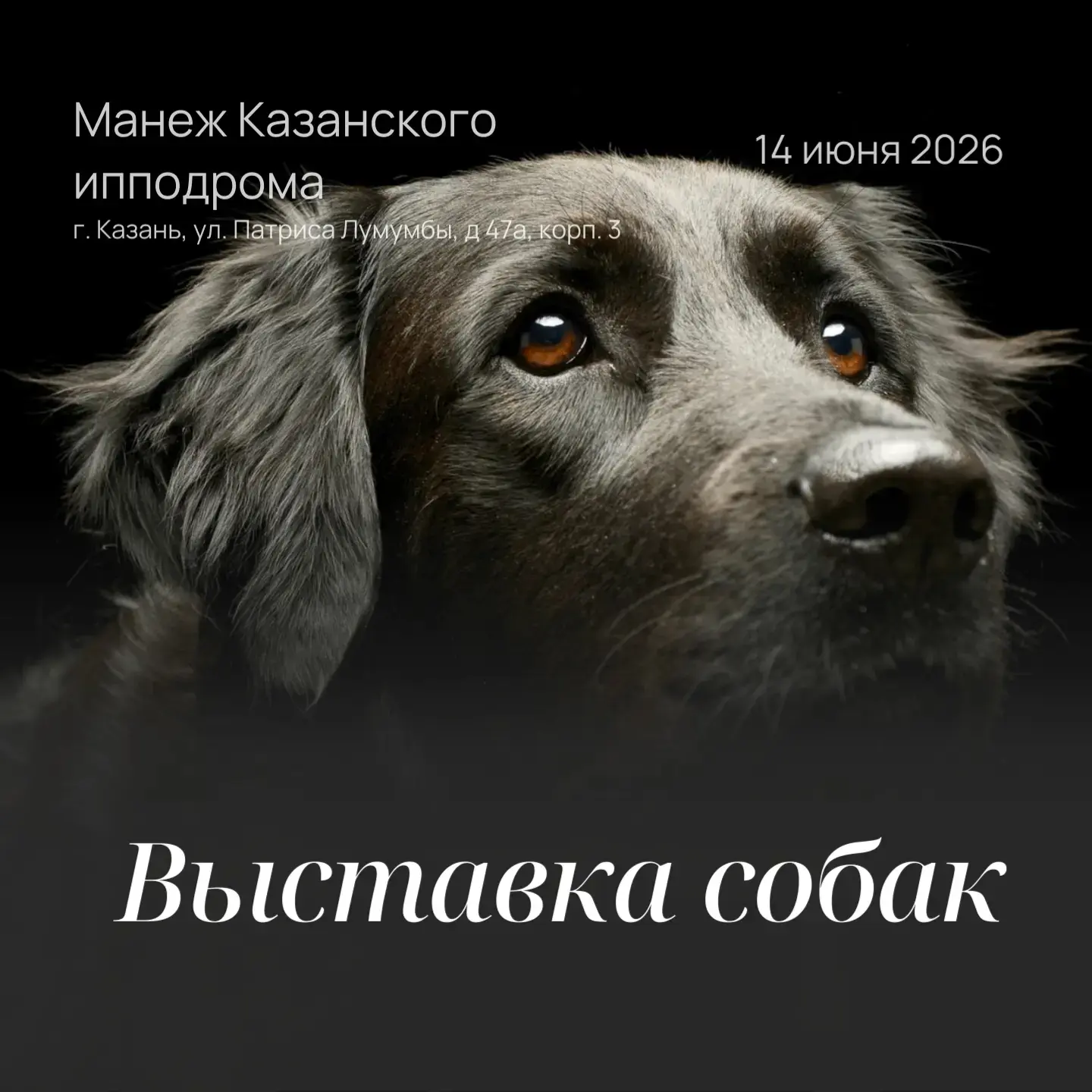 🐾 Приглашаем на главные кинологические события лета!

ГБУ «Госветобъединение г.Казани» информирует 