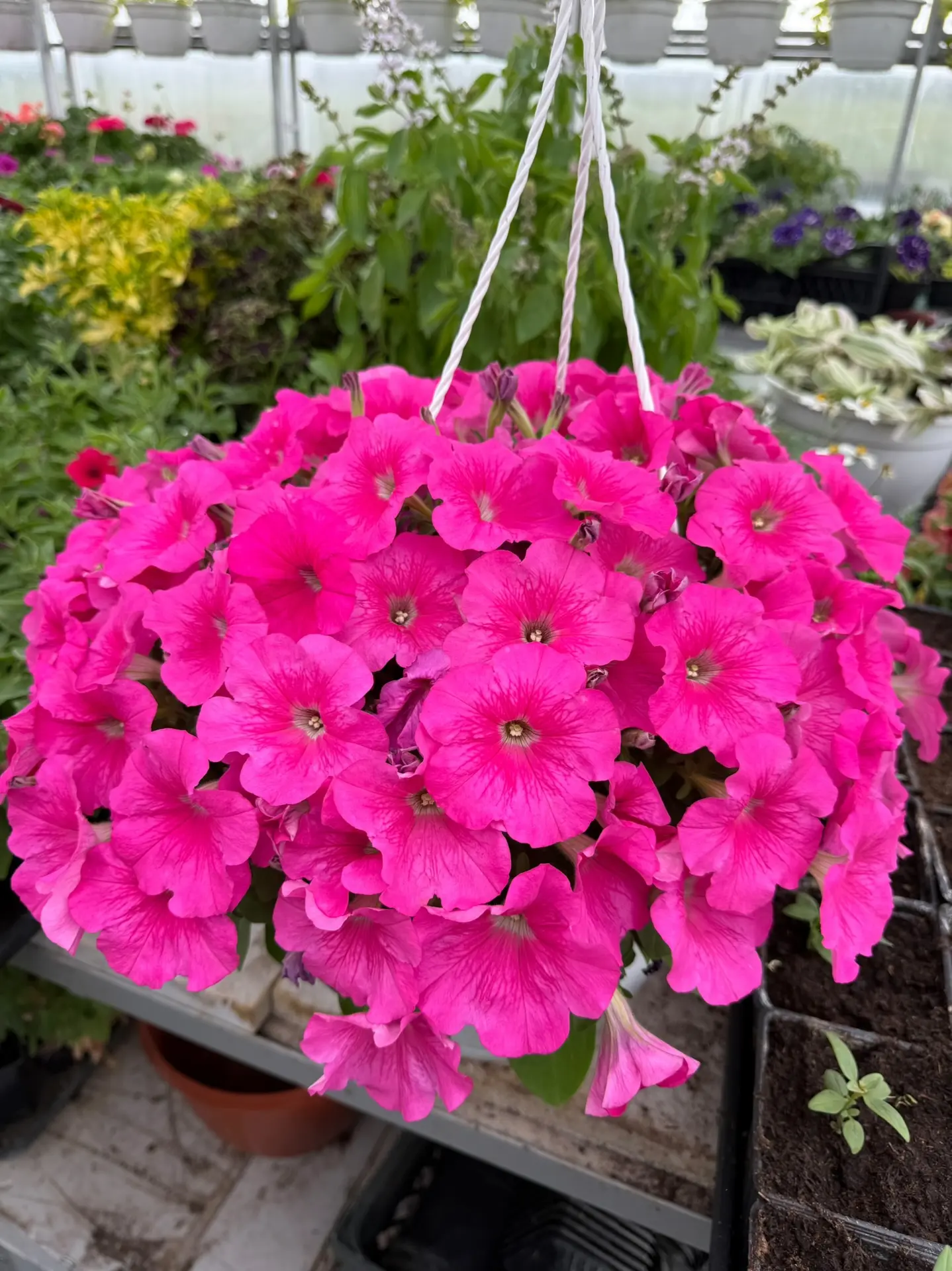 Наснимала красоты в теплице 😍 Глаз радуется 😍🩷 Что вам больше всего понравилось на фото?
