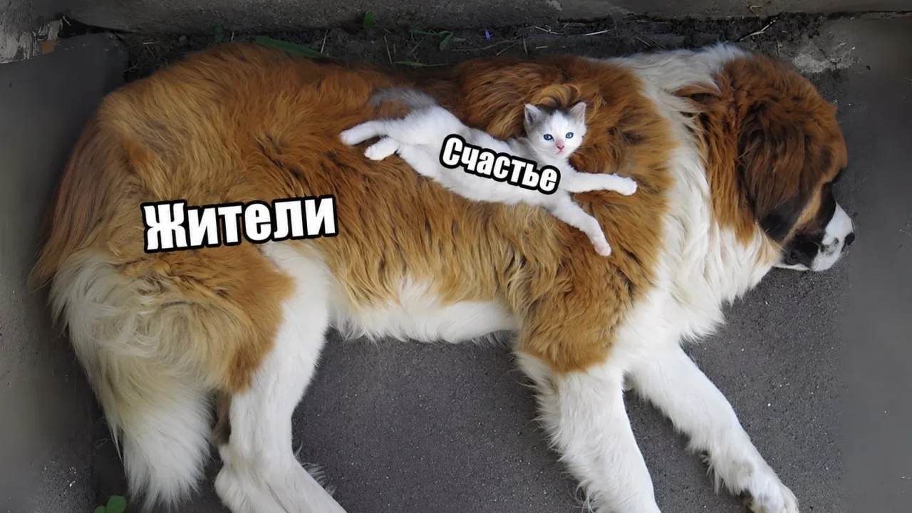 🐈 Коты делают людей счастливее — учёные посчитали даже насколько