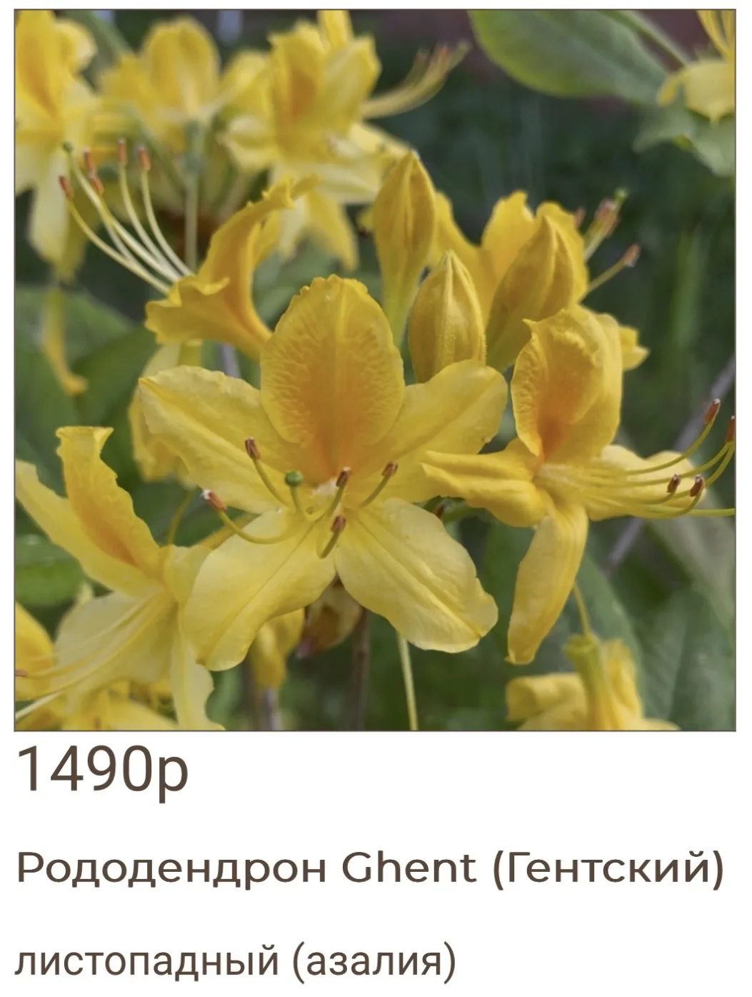 Рододендрон Гентский

Заказать: https://sadgorozhanki.ru/catalog/rododendrony/