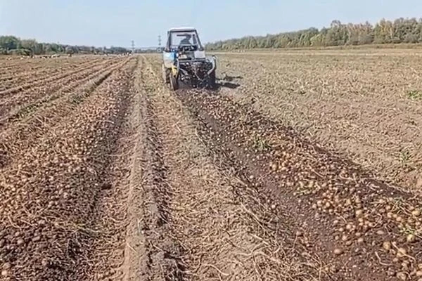 На полях КП-22 УФСИН России по Хабаровскому краю собрали 120 тонн картофеля