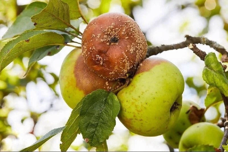 🍏Почему гниют плоды на дереве?

✅Чаще всего плоды гниют на деревьях из-за инфекционного заболевания