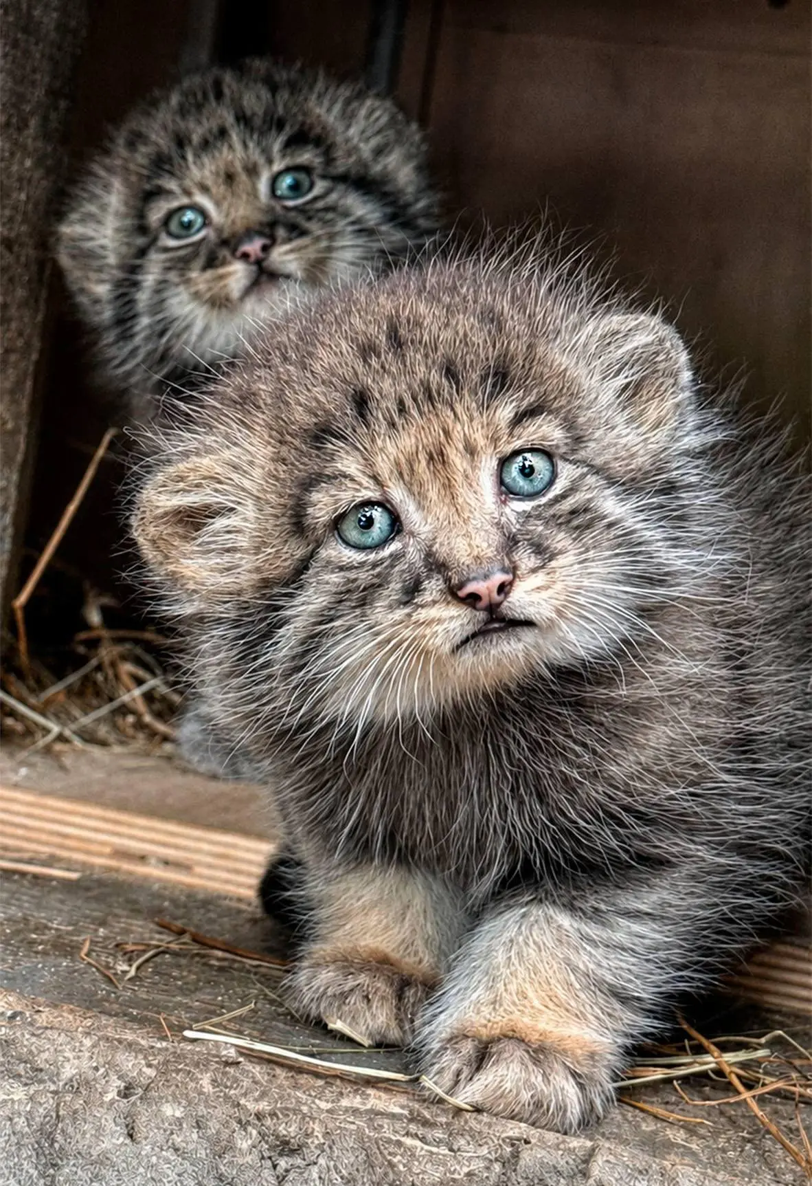 Бесплатный вход в Ленинградский зоопарк для школьников 🐅