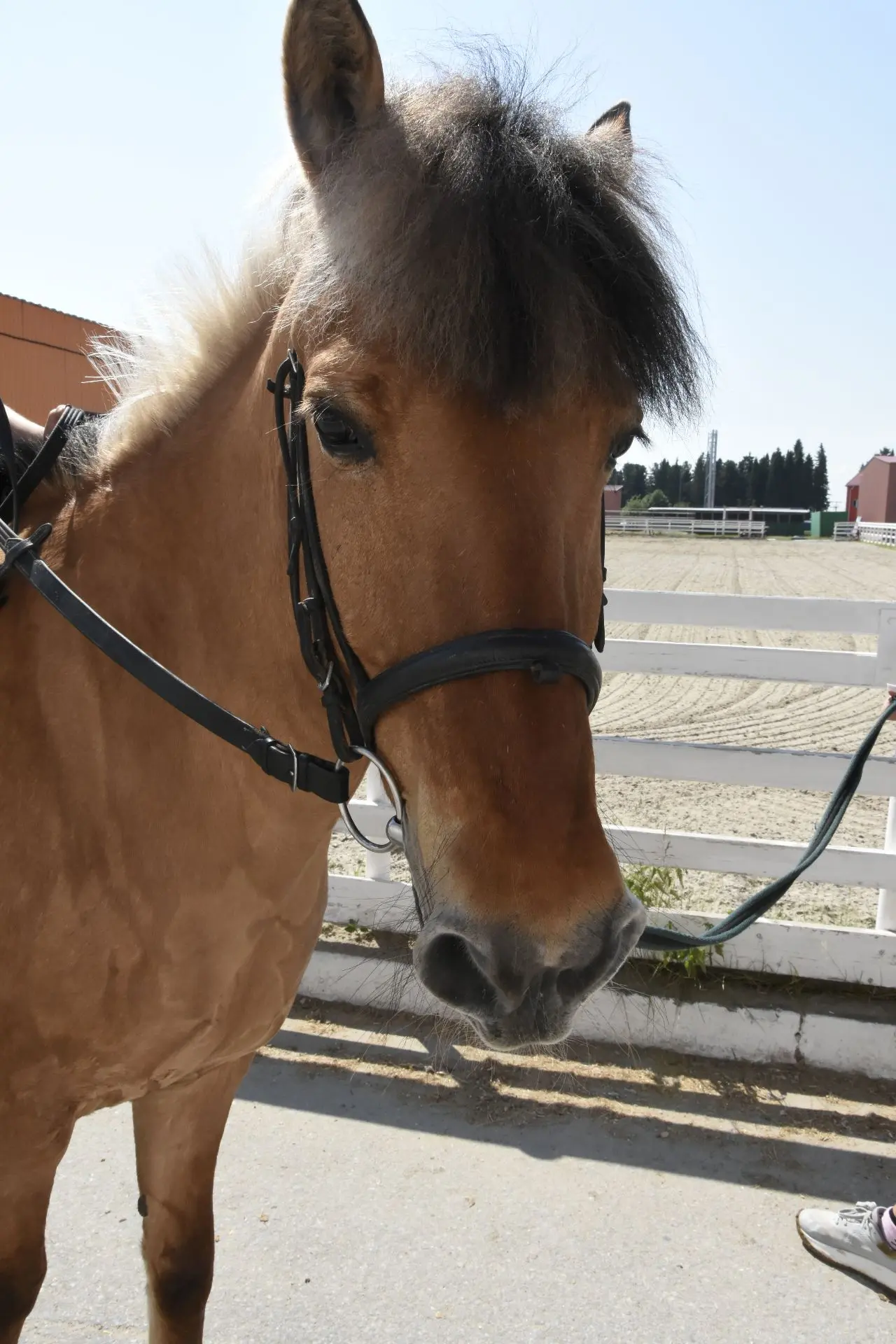 #КОНЬОГОНЬ
#ЛЮБИМЫЙМУСТАНГ
🐴🔥Универсальный солдат
 
🤩Сегодня в нашей любимой рубрике #КОНЬОГОНЬ у