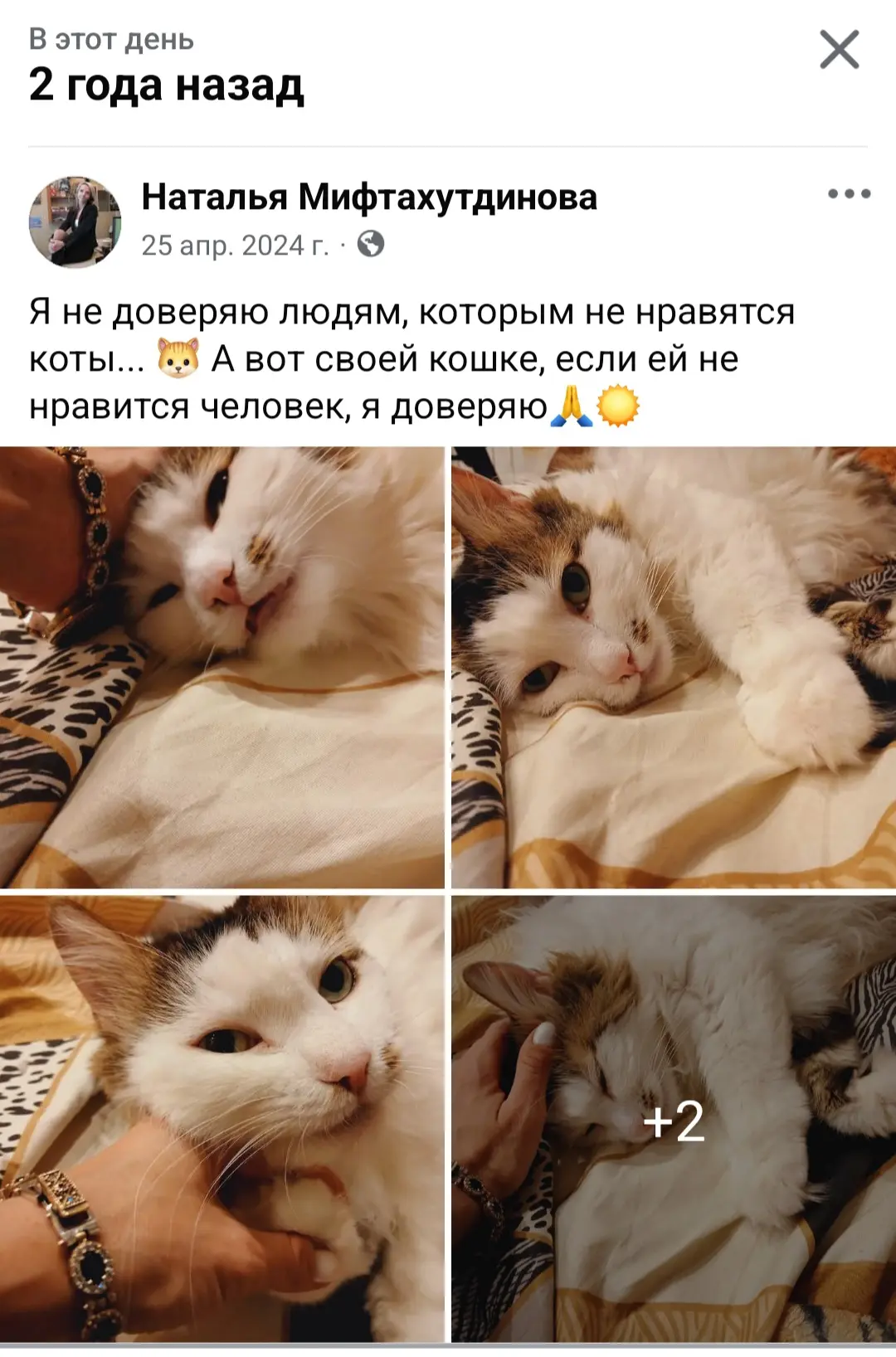 👩‍💻 Воспоминание из соцсетей: «Я не доверяю людям, которым не нравятся коты... 🐱 А в...