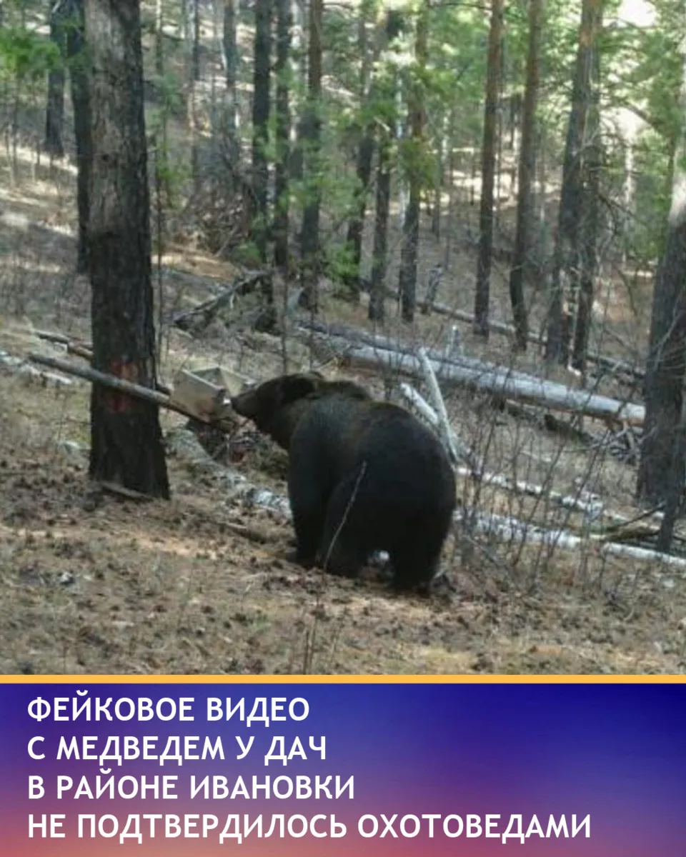 Видео с медведем у дач в районе Ивановки под Читой оказалось фейковым. По данным Минист...