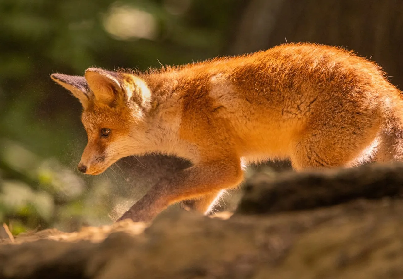 Лисы. Ленинградская область 🦊