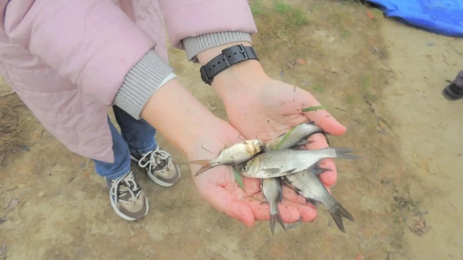 🐟В воронежские реки Битюг, Икорец и Чигла выпустят более 220 тыс мальков