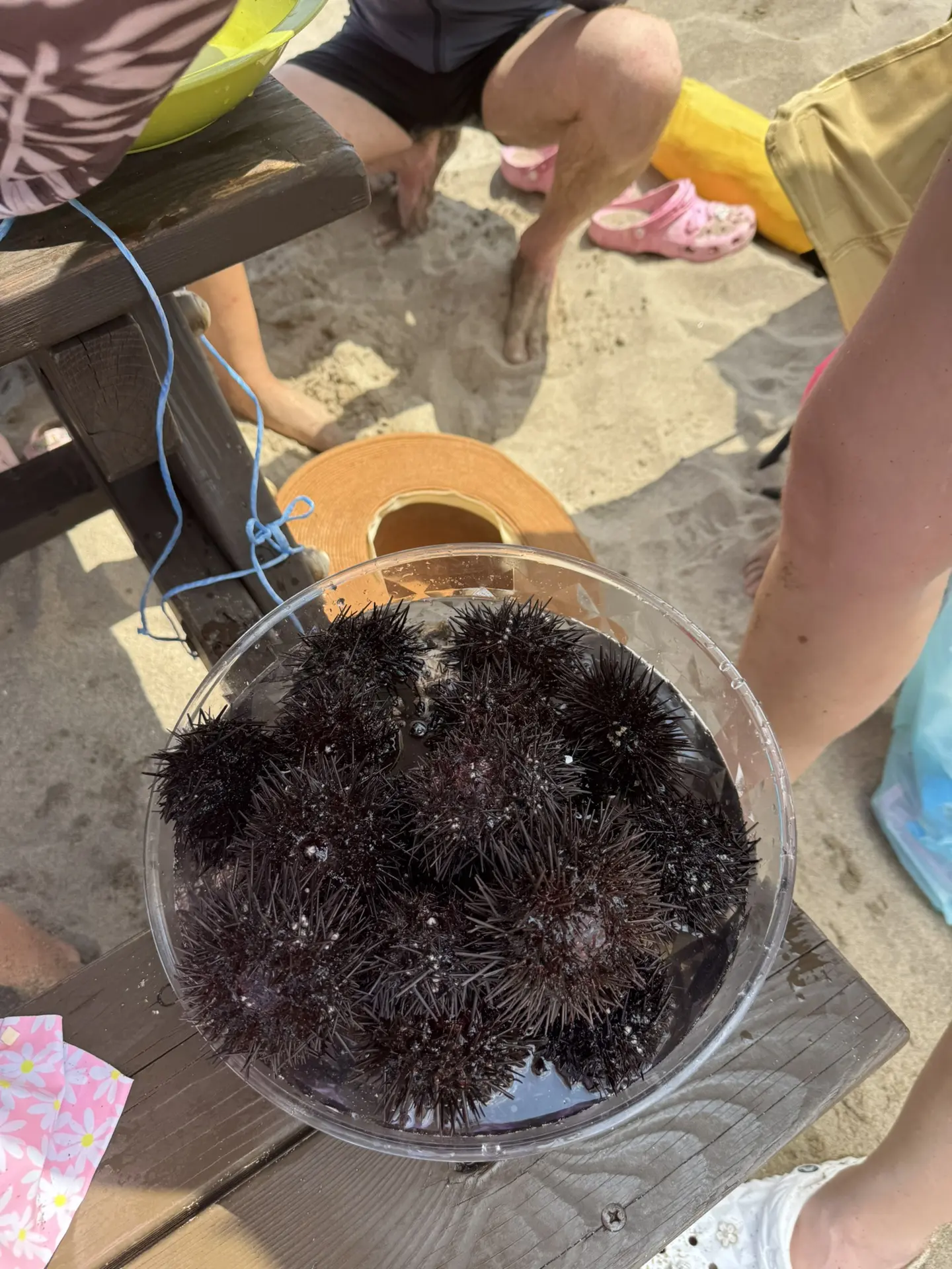 Мы сегодня на морях 🐚🪸Катин сын наловил ежей 😍 а раньше я так всегда с родителями ездила на моря 