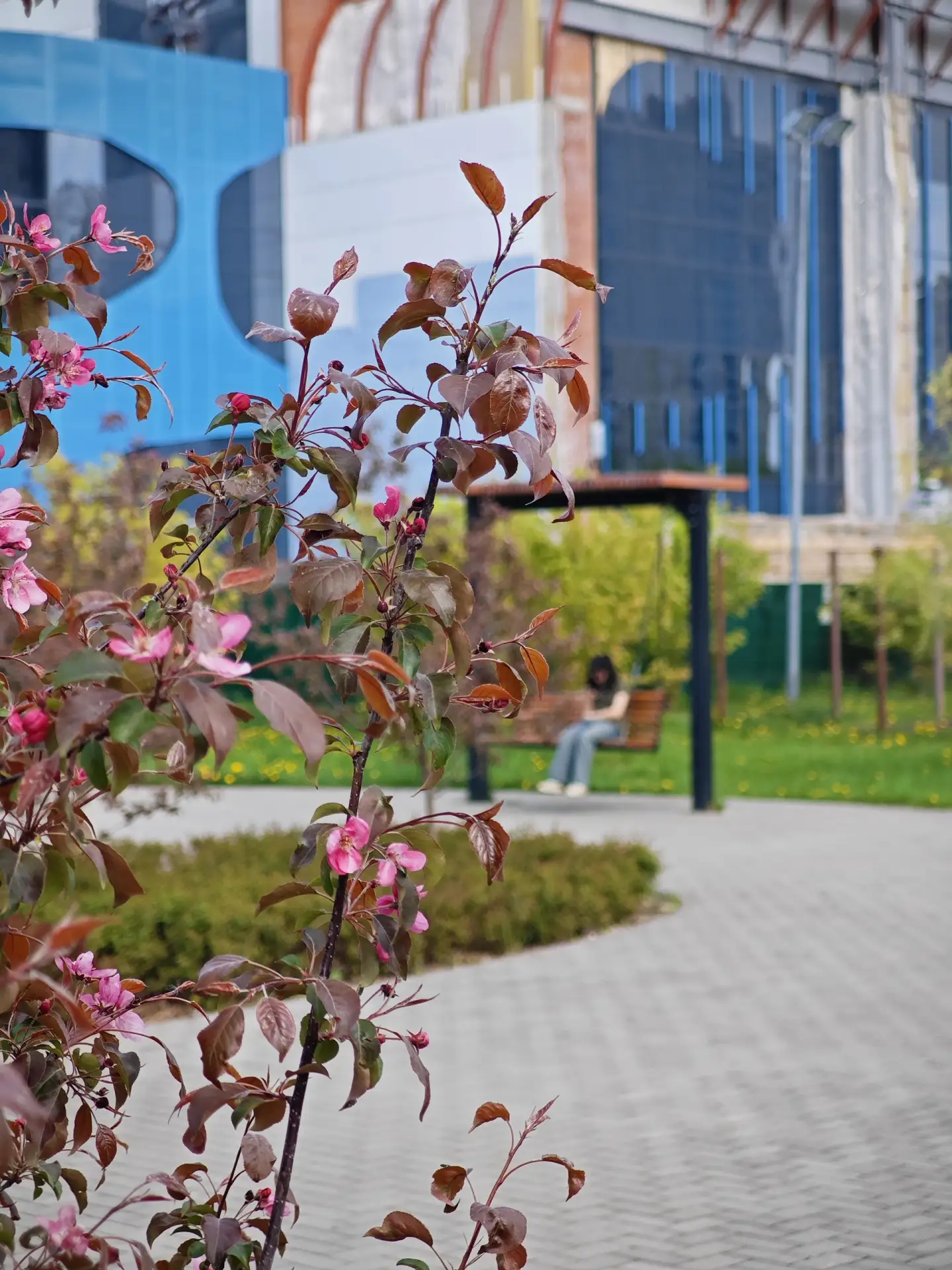 🌸 В Иванове на новой набережной реки Уводь и около Самойловского моста зацвели розовые яблони    Не 