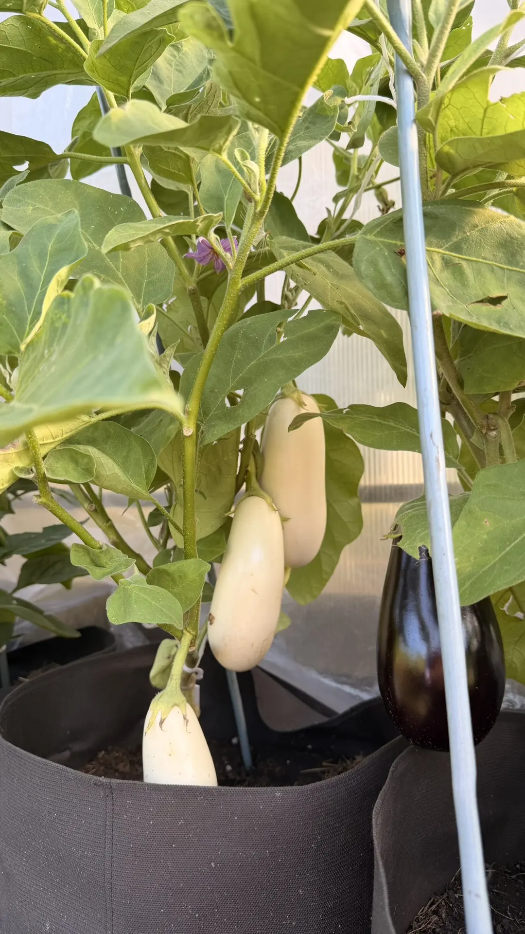 Баклажаны в мешках 🍆