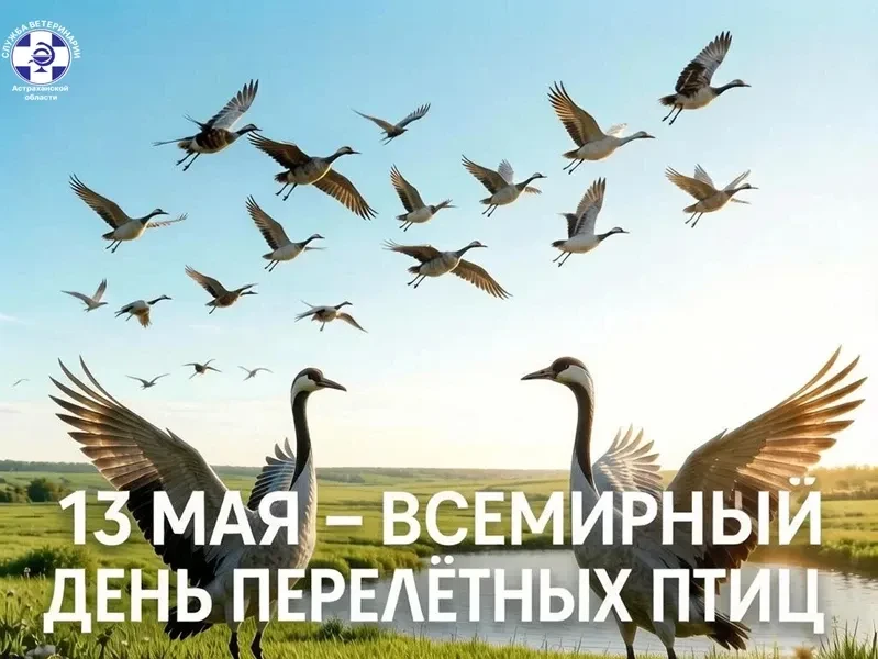 Астраханская область - важнейший перекресток миграционных путей птиц. Ежегодно через Во...