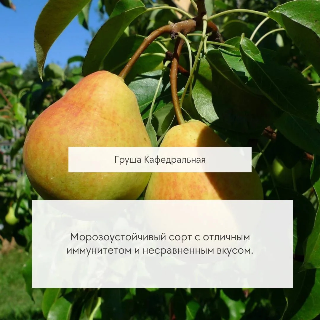 Самоплодные сорта груш — урожай без второго дерева

Этим сортам не нужен сосед-опылитель. Достаточно