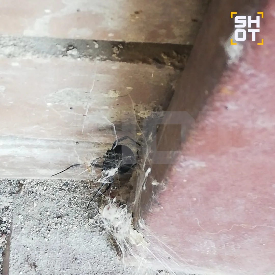 Ядовитая чёрная вдова заблокировала вход в панельку под Оренбургом. Пауки-каракурты продолжают распр
