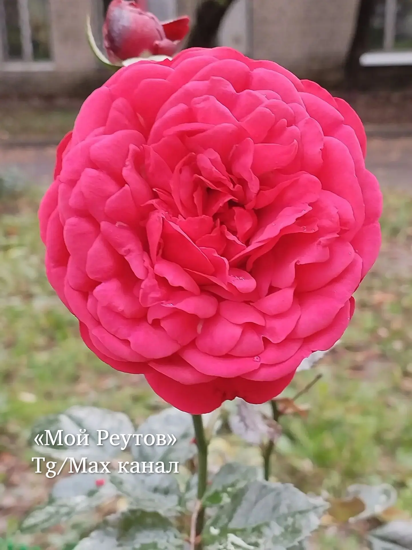 Гагарина 5а не перестаёт радовать такой красотой 🌺😍