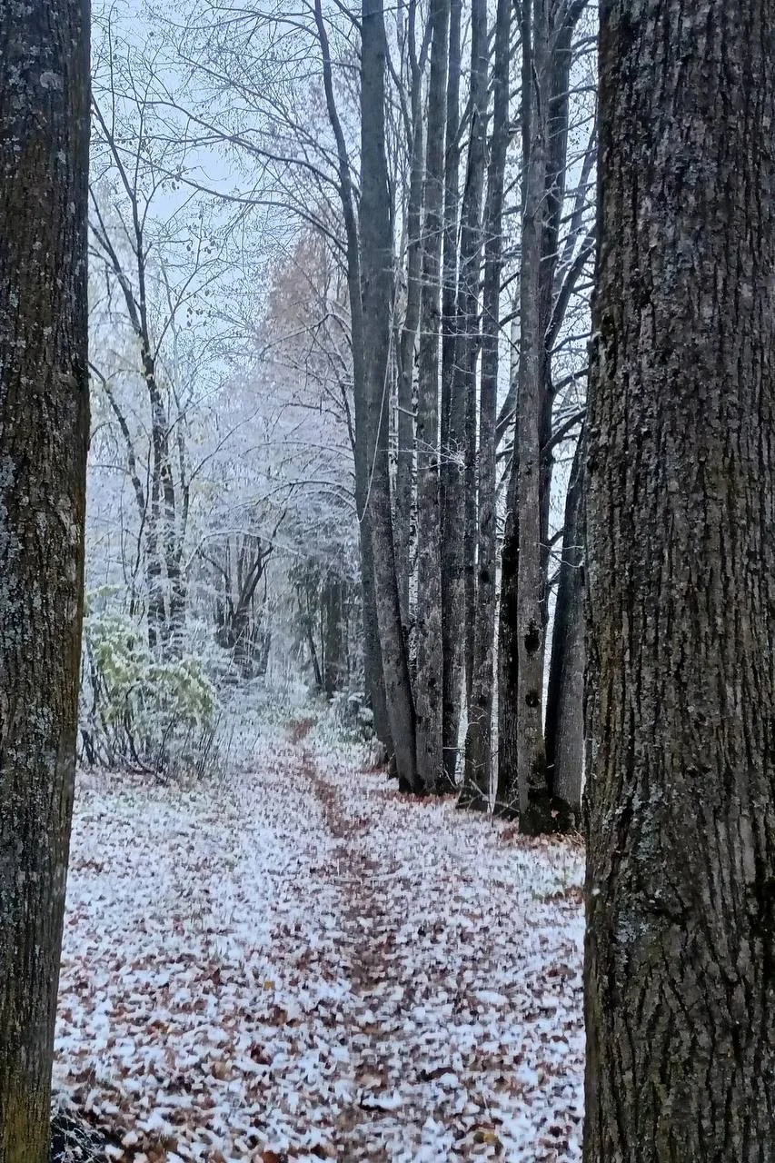 🍂 Доброе утро, Сива!