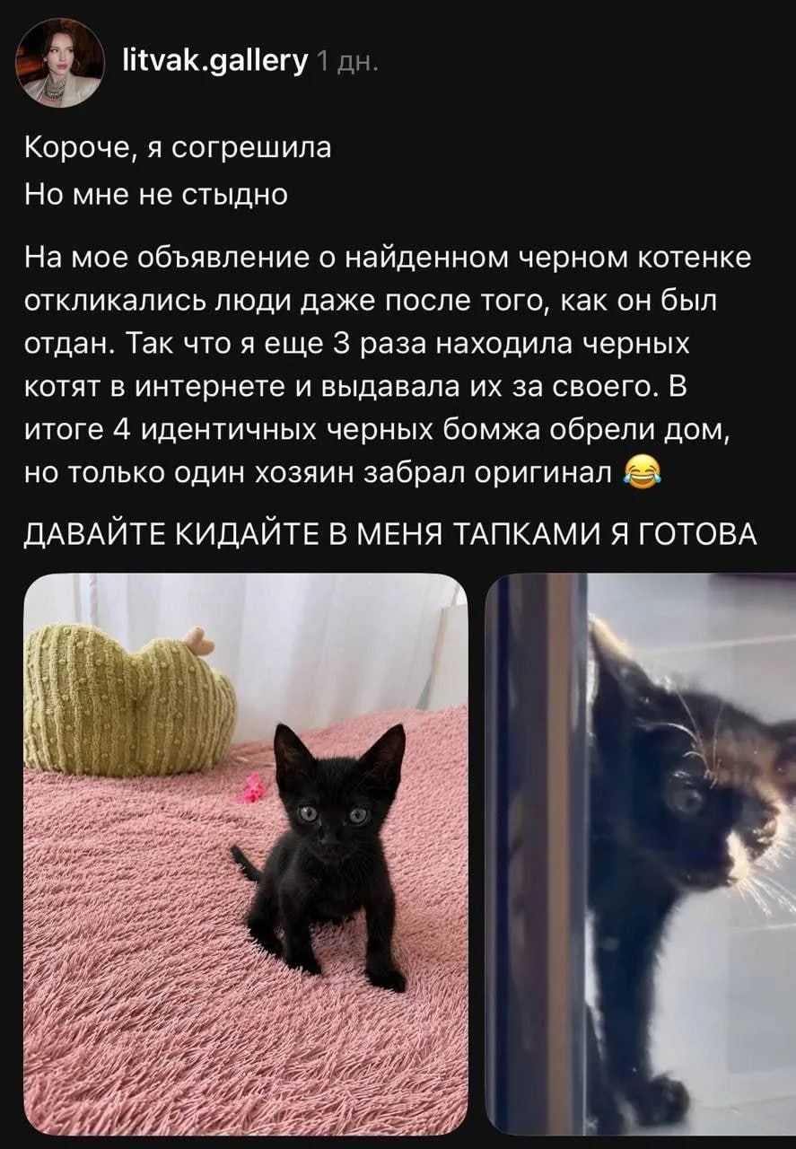 Самое милое онлайн-мошенничество: девушка выдала 4 разных чёрных котят за одного и того...