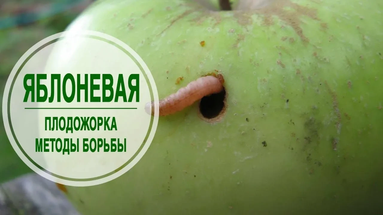 🍏 Яблоня в июне: как защитить от плодожорки

Самый опасный момент — первый лёт бабочек. Одна гусени