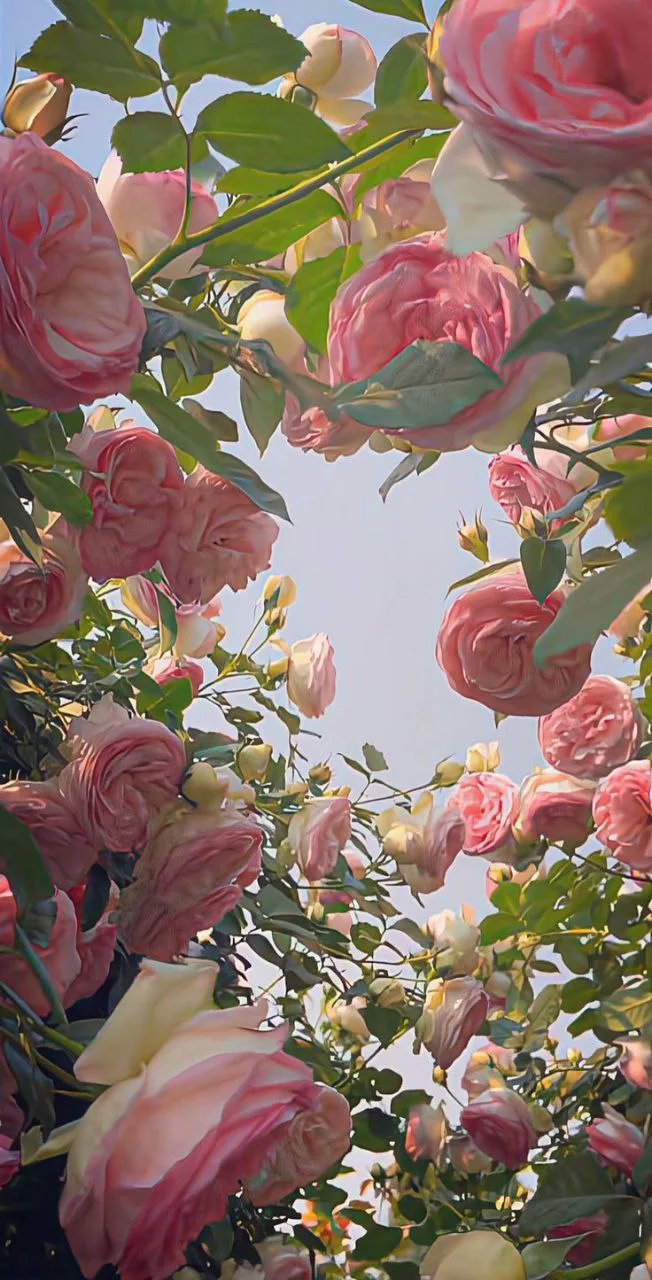 @oboi_wallpaper_kpop