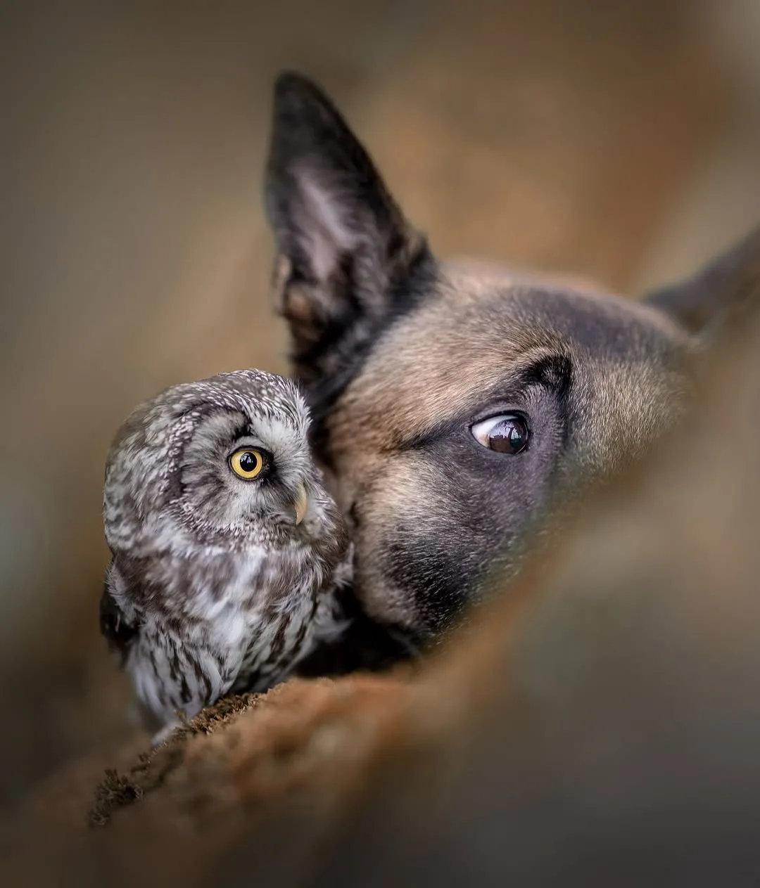 Брось кость и обними сову 🐾🦉  Овчарка Инго и сыч Полди - лучшее, что вы увидите сегодня. Их история 