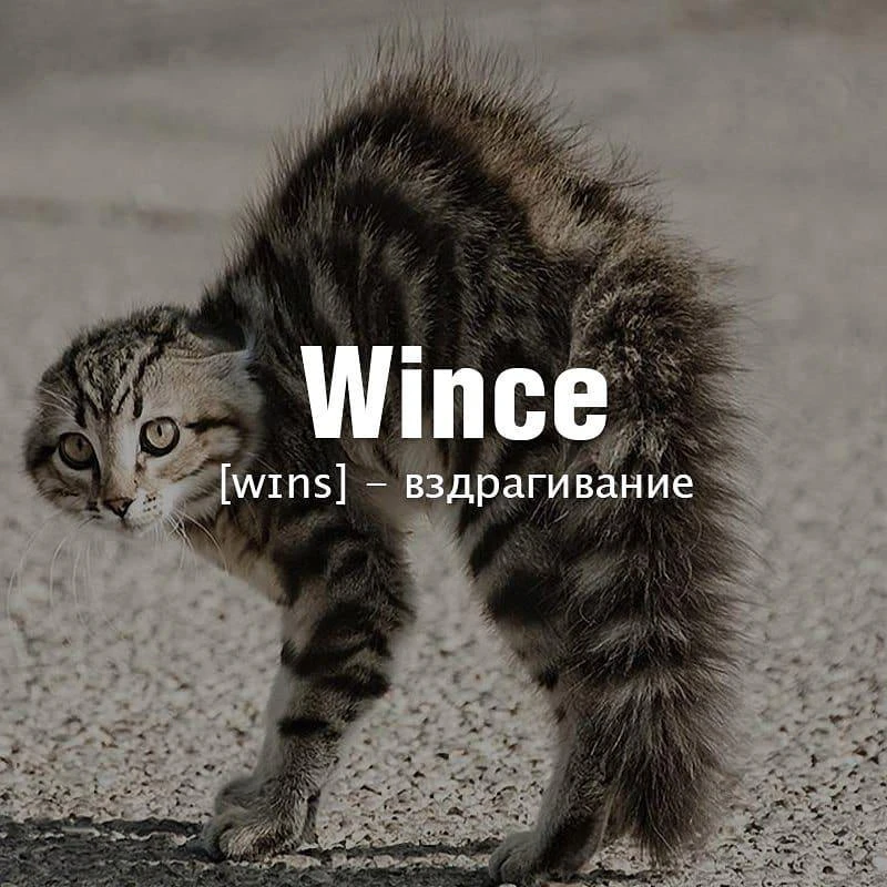 Wince