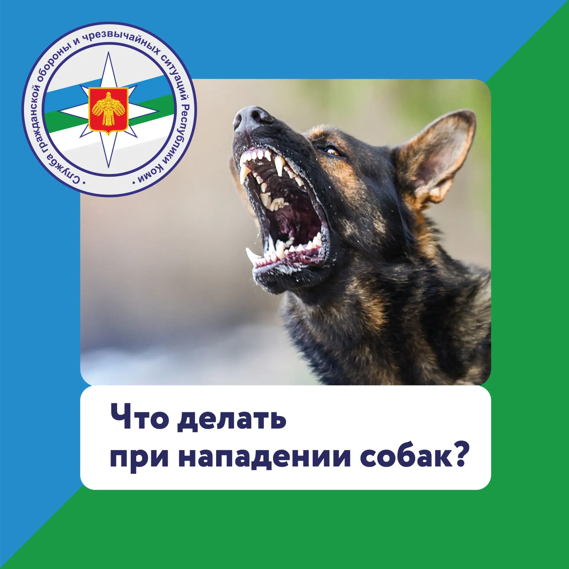 Что делать при нападении собак? 🐕