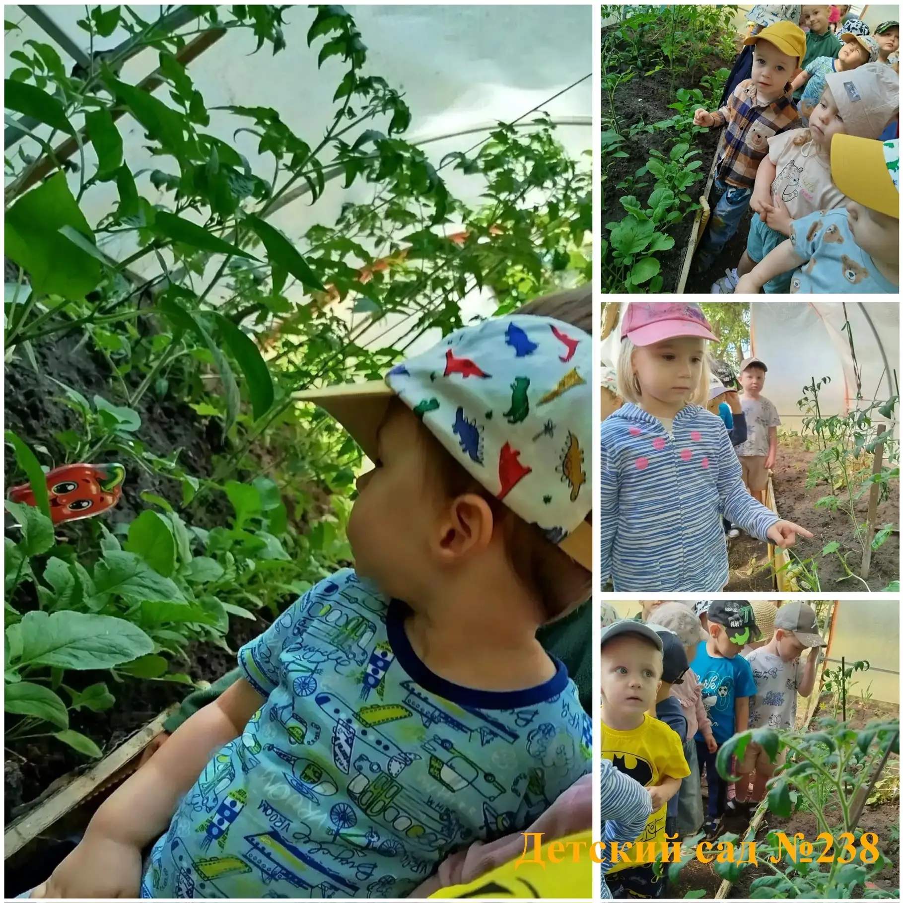 Детство и природа🌱
Мы знакомимся с растениями в теплице. Вместе изучаем, как ухаживать за ростками 