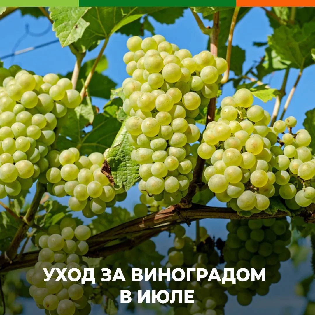 Уход за виноградом в июле🍇

Хотите получить богатый урожай винограда осенью - позаботьтесь о вино