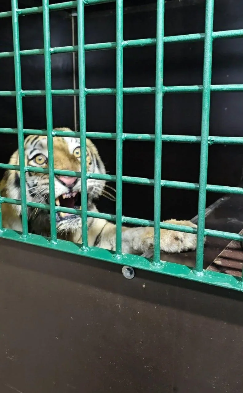 🐅 Две амурские тигрицы приехали в Ленобласть из Приморского края.

Одна из самок прибыла в Центр ре