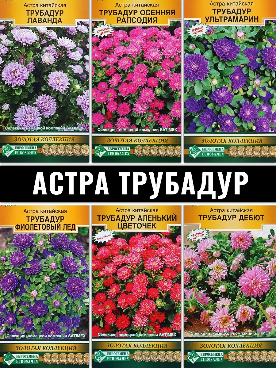 Красавица АСТРА ТРУБАДУР кардинально отличается от других однолетних астр и способна удивить даже са